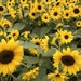Sunflower Display  by phil_sandford