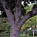 Three Eyed Tree ~ by happysnaps