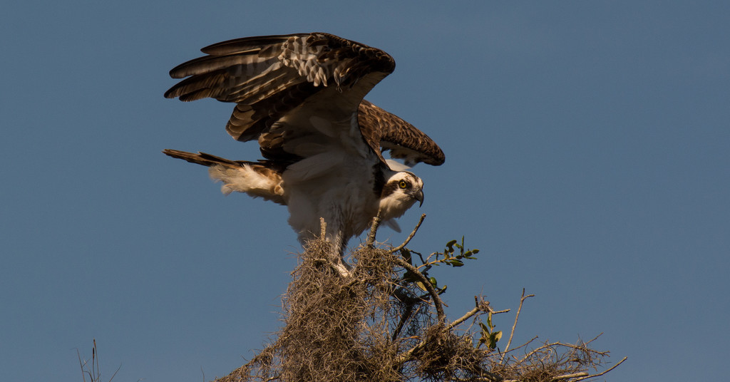 Osprey Trying to Show Off! by rickster549