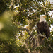 Bald Eagle on Watch! by rickster549