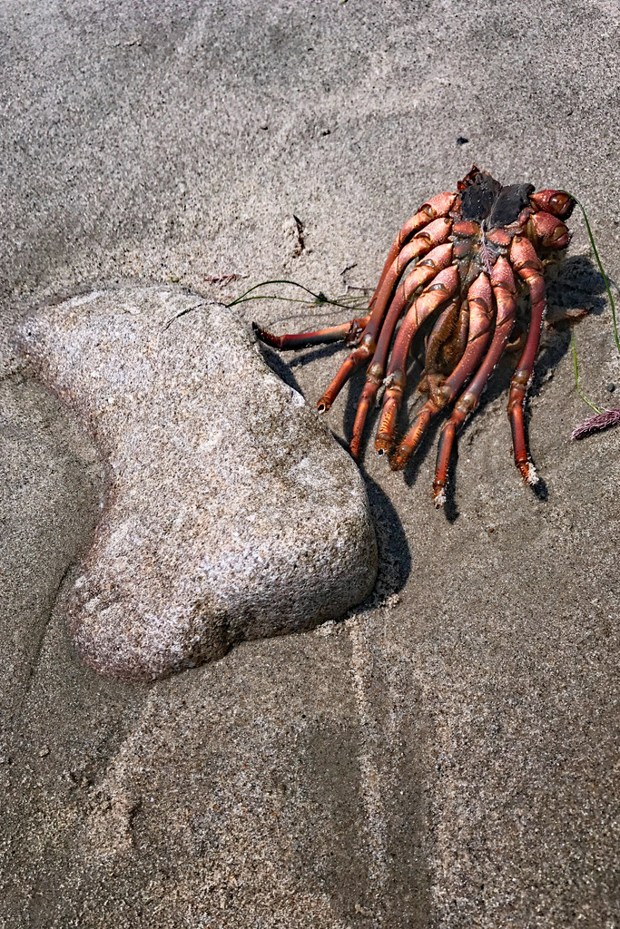 Rock Lobster by jaybutterfield