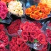 Roses by margonaut