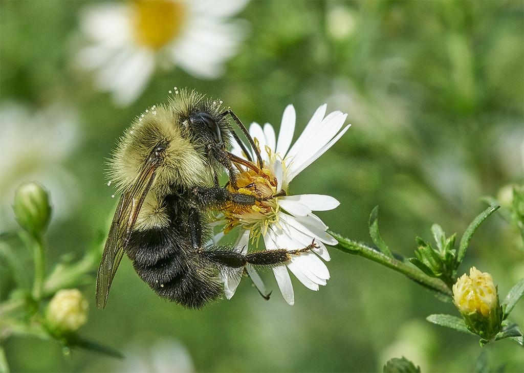 Fuzzy Bee by gardencat