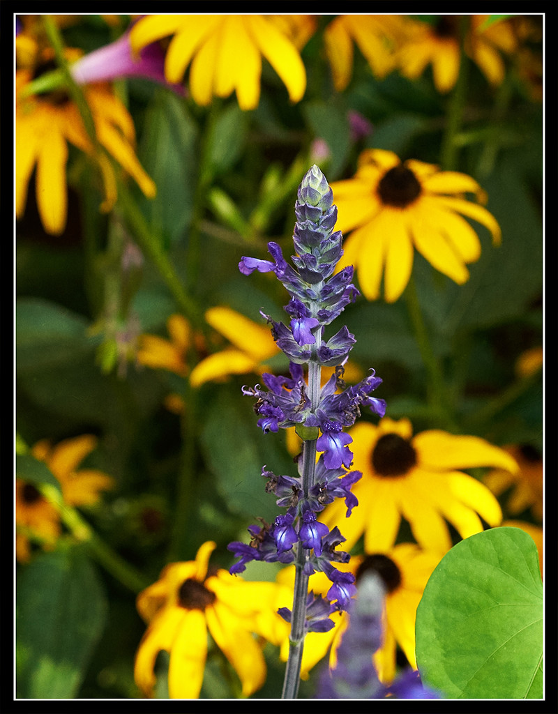 September Purple by gardencat