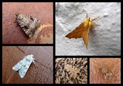 4th Sep 2017 - late august moths
