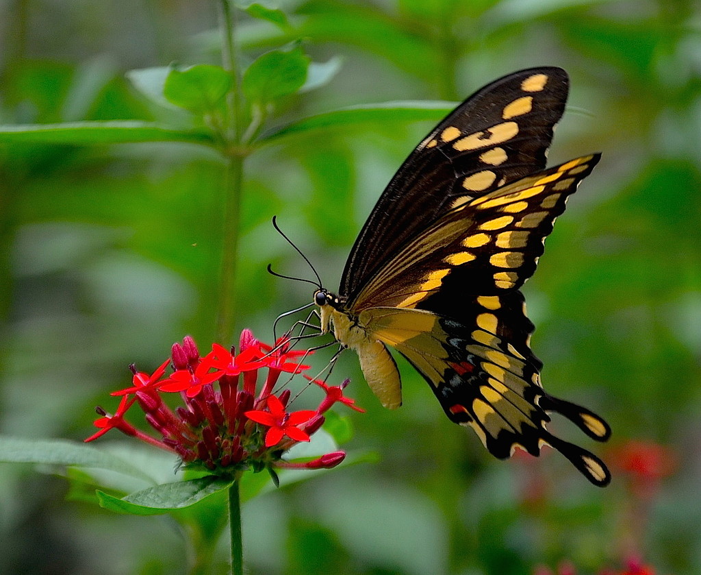Butterfly and flower by congaree