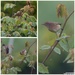 Garden Warbler by jon_lip