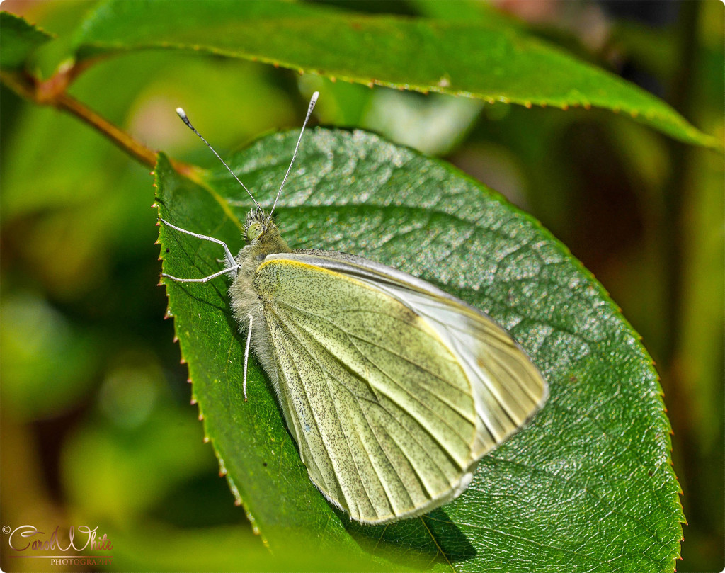 Large White Butterfly by carolmw