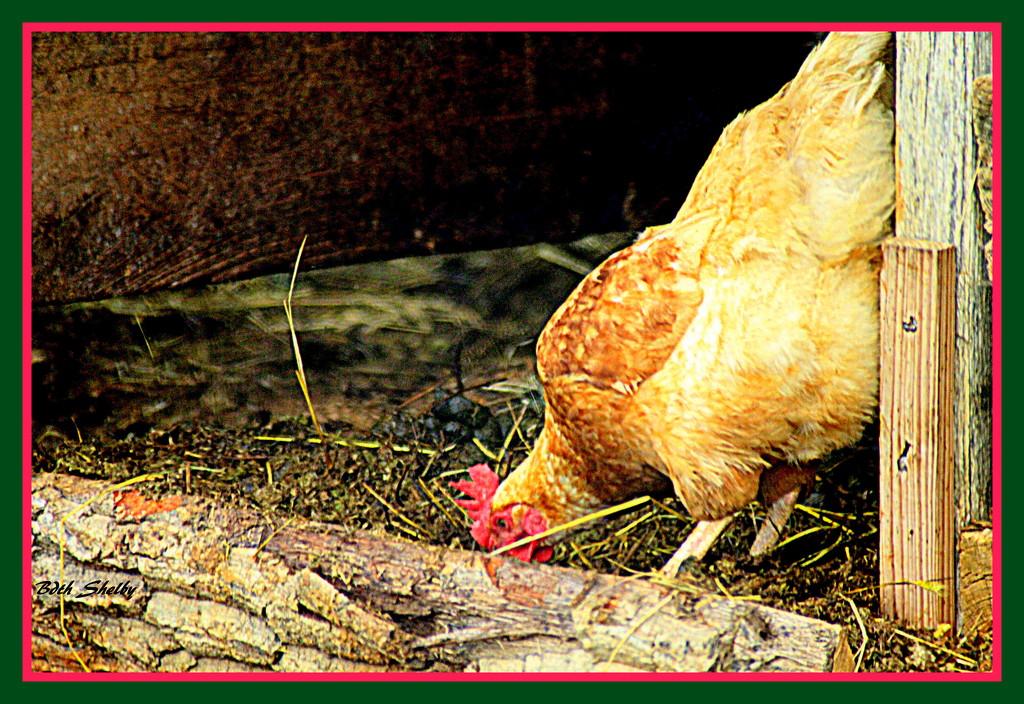 Chicken Pickin' by vernabeth
