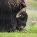 Musk Ox by philhendry