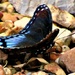 Blue Butterflies Rock by moviegal1