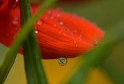 4th Sep 2017 - Garden scene in a droplet..........