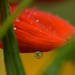 Garden scene in a droplet.......... by ziggy77
