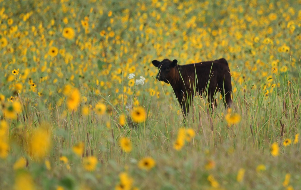 Calf in Field of Sunflowers by kareenking