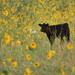 Calf in Field of Sunflowers by kareenking