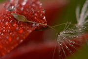 4th Sep 2017 - Raindrops, petals and seeds.....