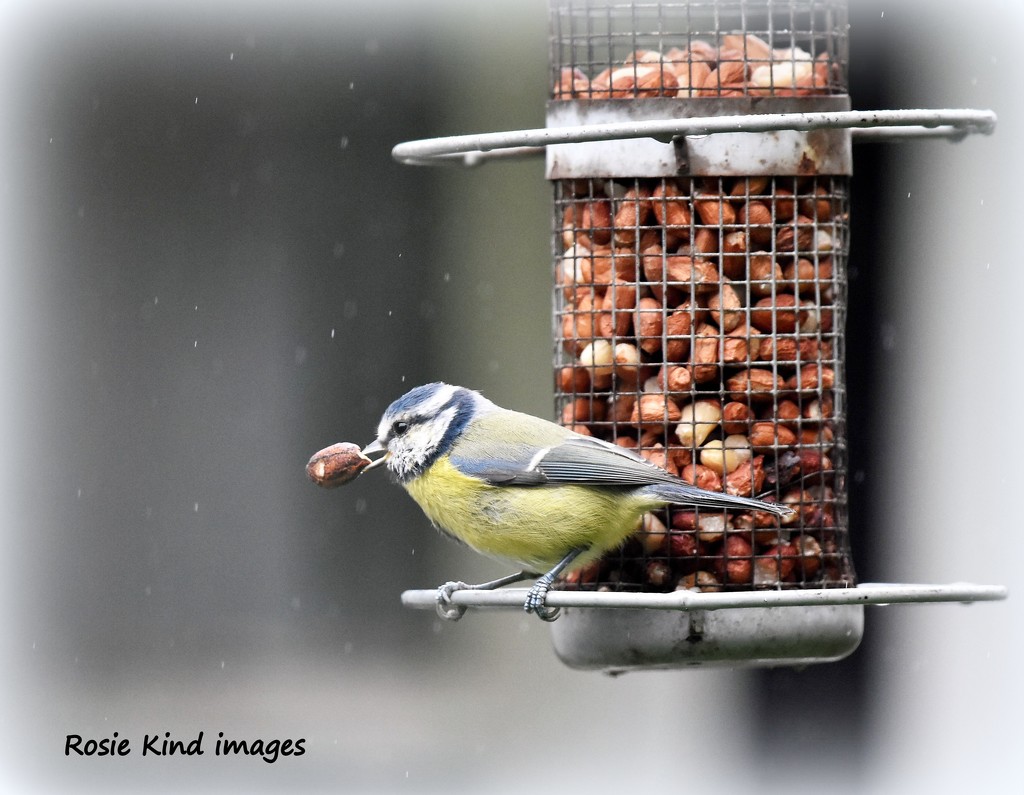 A big nut for a little bird by rosiekind