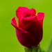 Pink Rose by elisasaeter