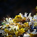 Seaweed  by carole_sandford