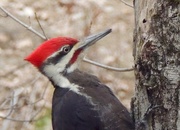 22nd Apr 2017 - Pileated Woodpecker