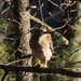 Red-shouldered Hawk by sunnygreenwood