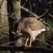 Red Shouldered Hawk by sunnygreenwood