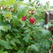 rasberries by brennieb