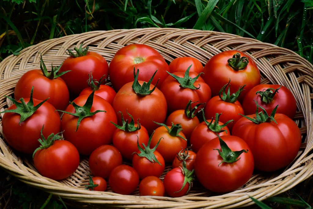 Abundance of Tomatoes by jgpittenger