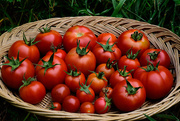 4th Sep 2017 - Abundance of Tomatoes