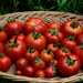 Abundance of Tomatoes by jgpittenger