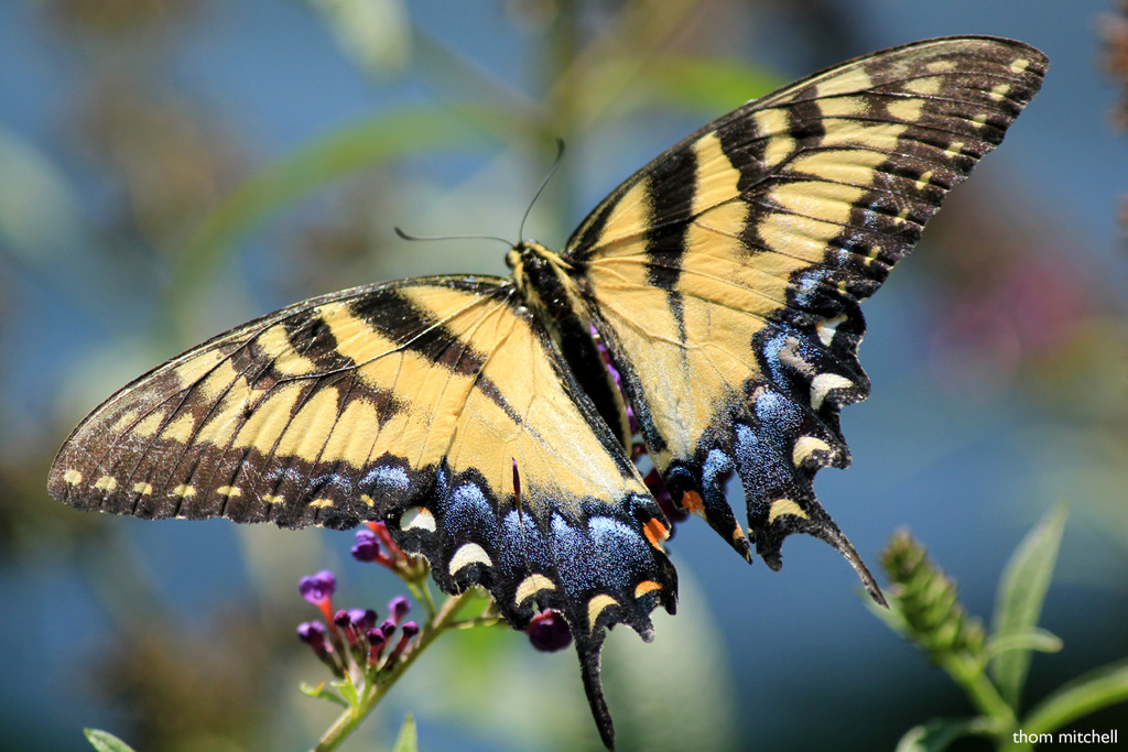 Eastern Tiger Swallowtail by rhoing
