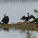  Cormorants by susiemc