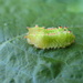 Baby Caterpillar by cjwhite