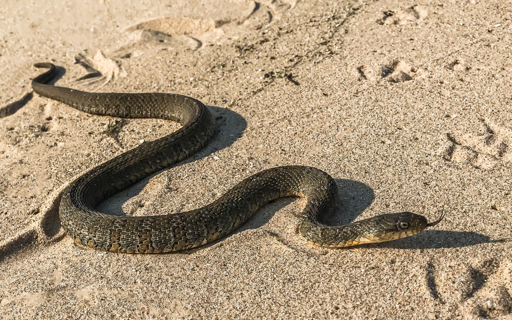 Water Snake on the Beach by taffy