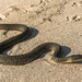 Water Snake on the Beach by taffy