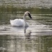 Single Swan by caitnessa