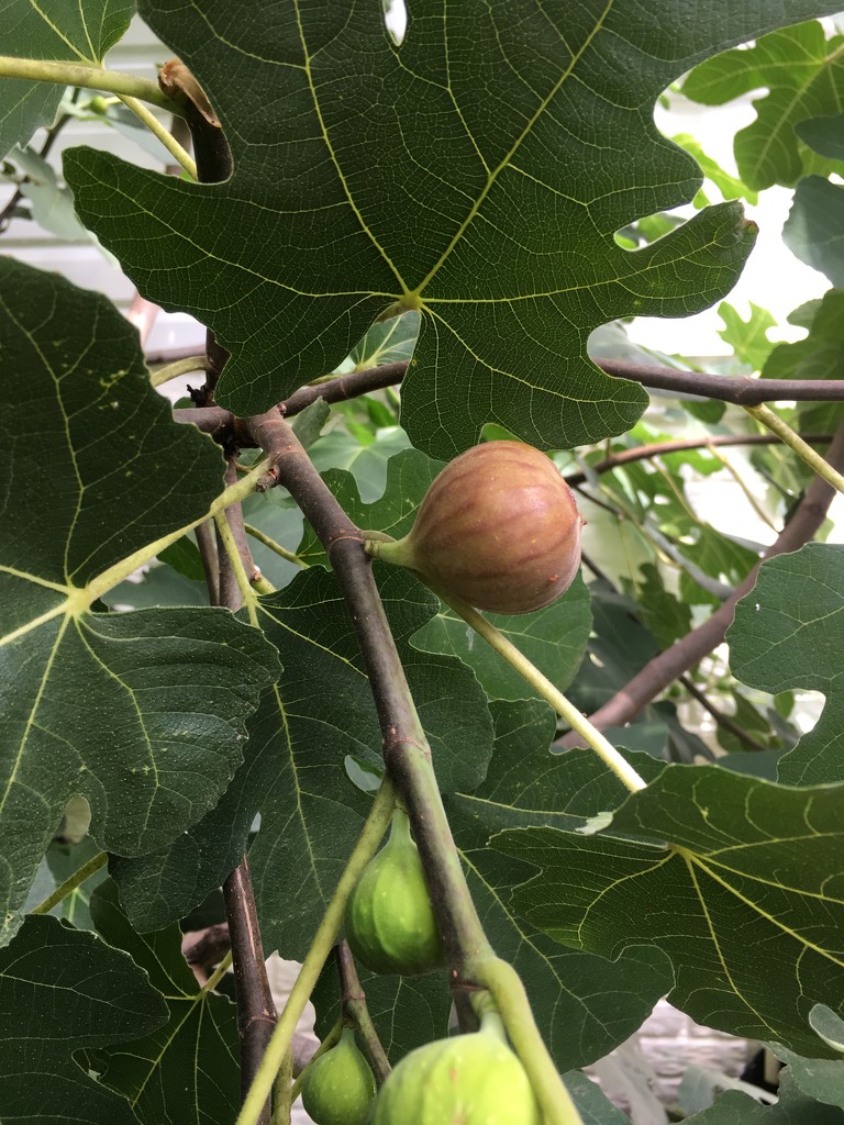 fresh figs by wiesnerbeth
