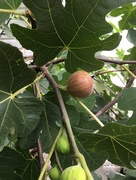 3rd Sep 2017 - fresh figs