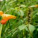 Jewelweed by rminer