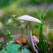 Mushroom by rminer