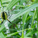 Nature Hike Garden Spider Wide by rminer