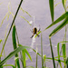 Nature Hike Garden Spider by rminer