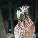 Giraffes In A Row by randy23