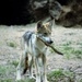 Wolf Pup and Stick by randy23