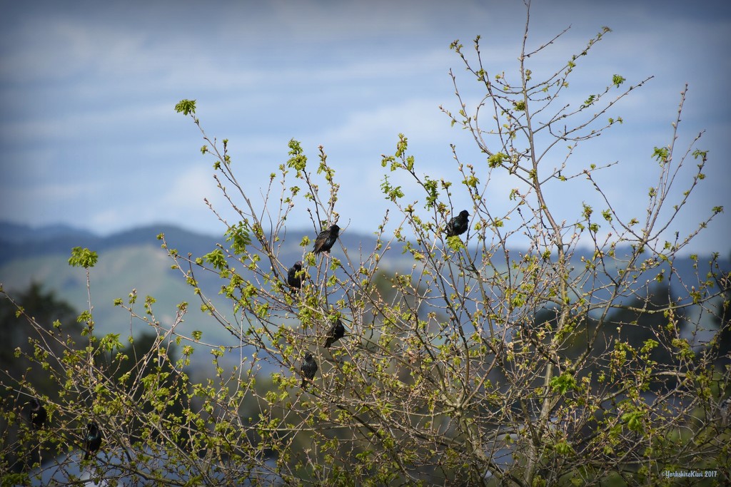 A Murmuration of Starlings by yorkshirekiwi