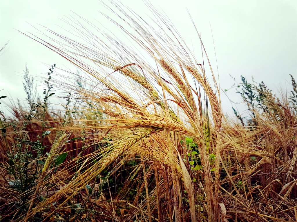 Harvest time by julienne1