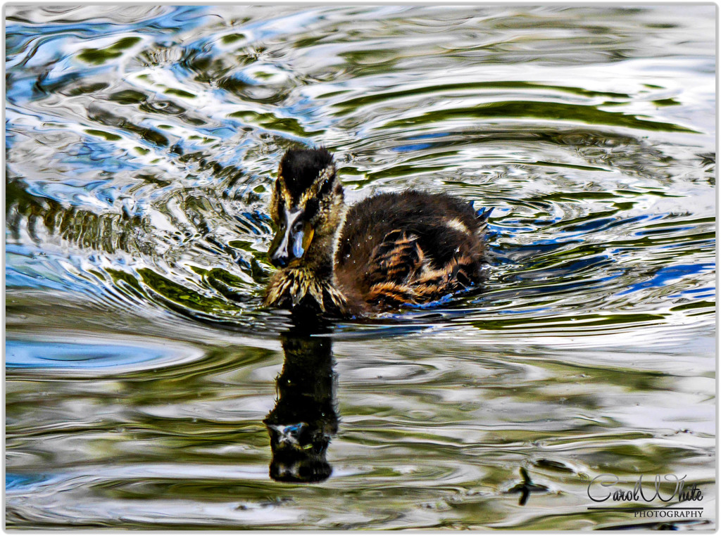 Duckling And Rippling Reflections by carolmw