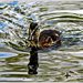 Duckling And Rippling Reflections by carolmw