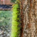 Imperial moth caterpillar by scottmurr