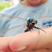 Dragonfly Whisperer by irishmamacita10
